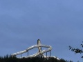 IMG_2287