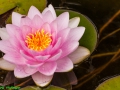 DH-2012.08.04-004