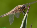 DH-2012.05.26-018