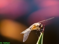 DH-2012.05.26-062