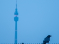 2015.03.24-0077